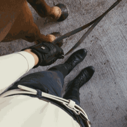 Horsify Cavalier