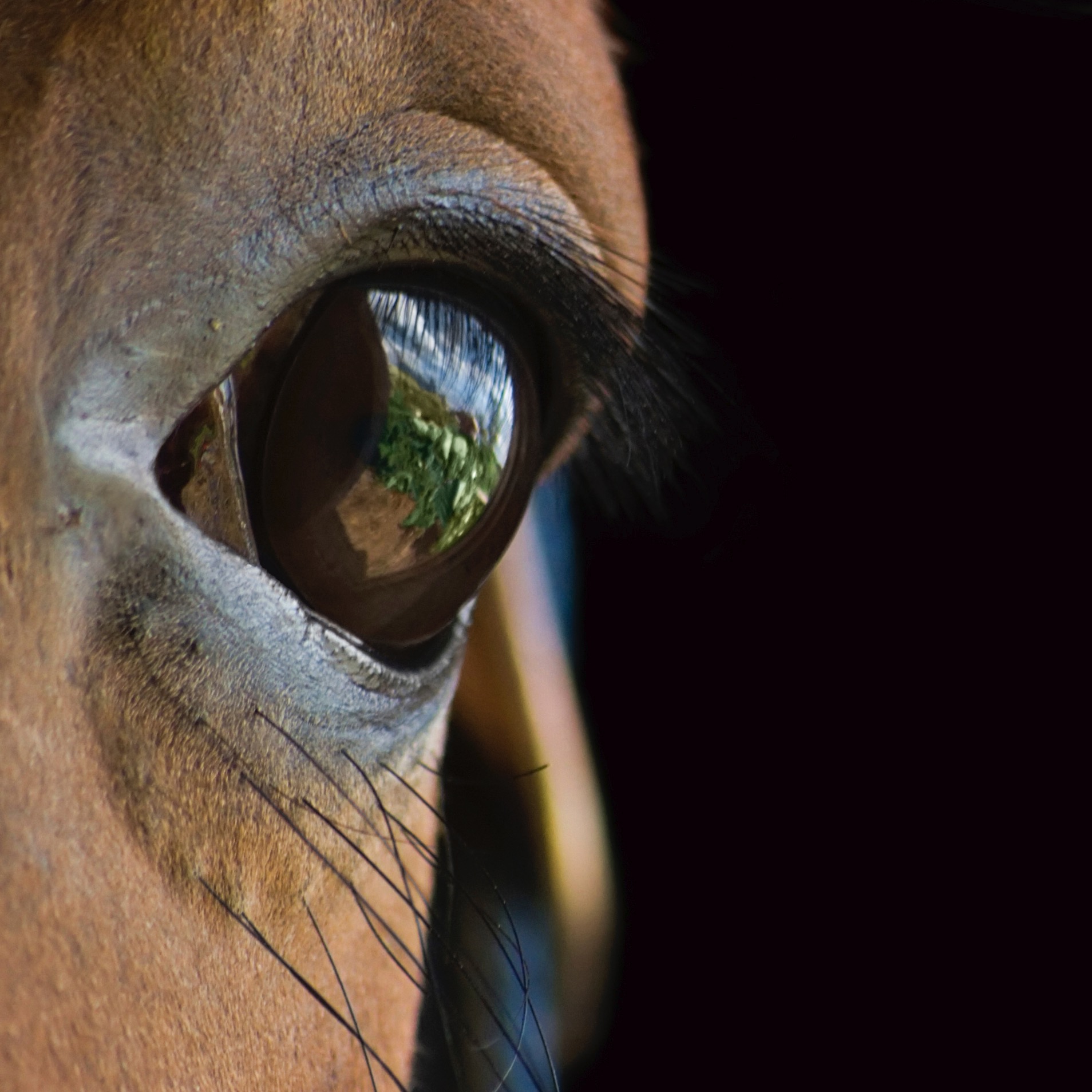 Horsify Cheval