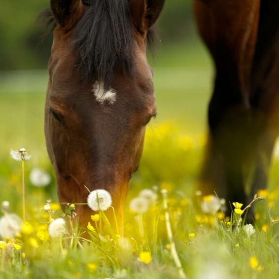 Horsify Bien Etren° 3 pour trois colonnes