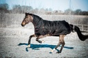 Endurance Rug