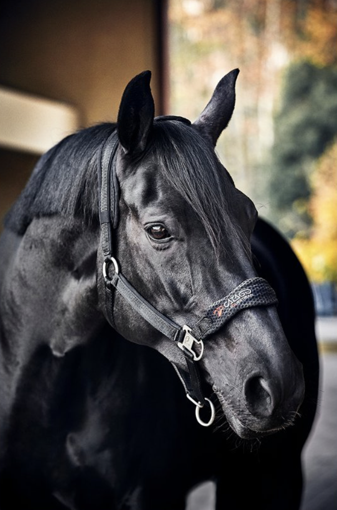 FIR-Tech Healing Headcollar